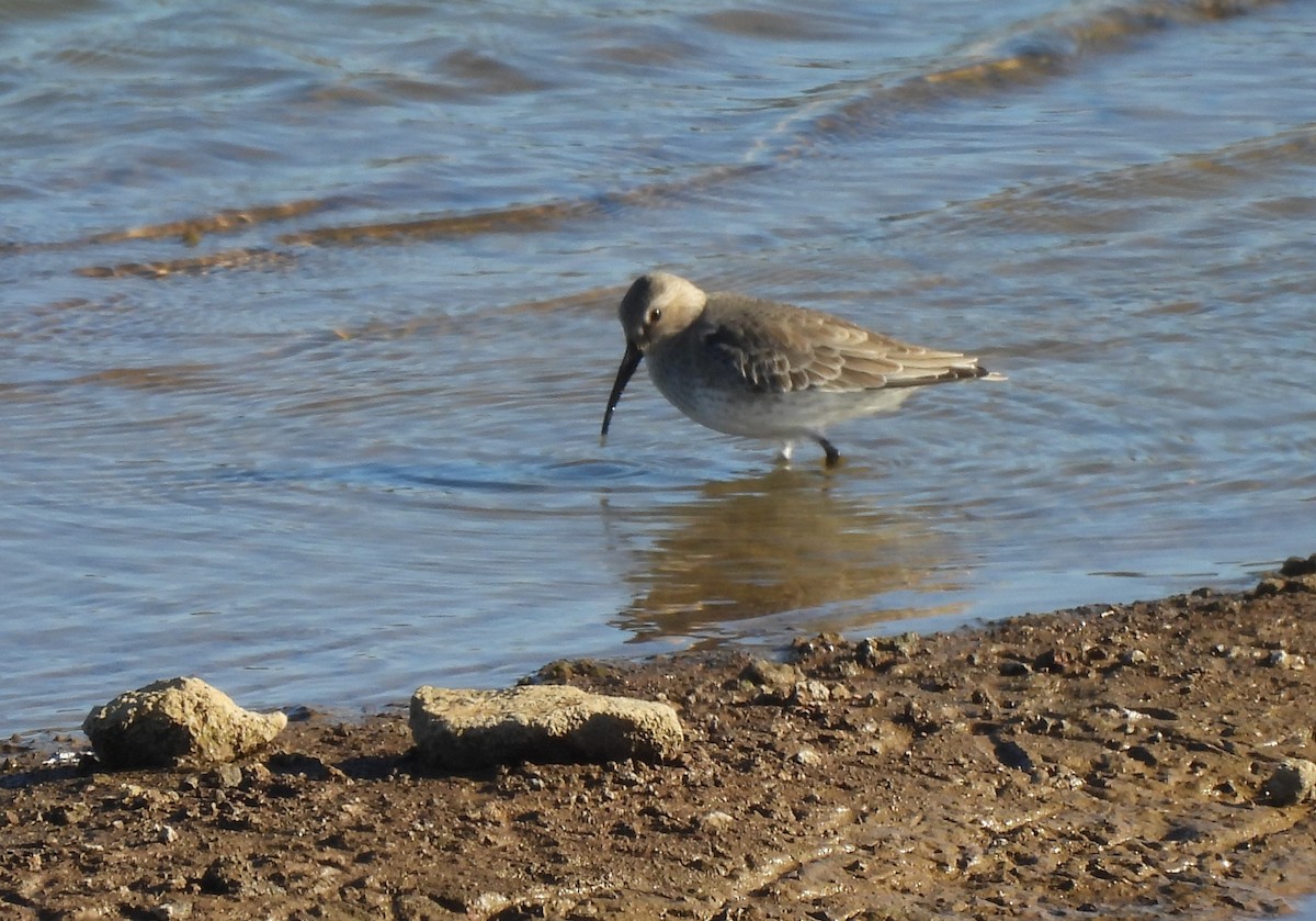 Dunlin - ML645361165