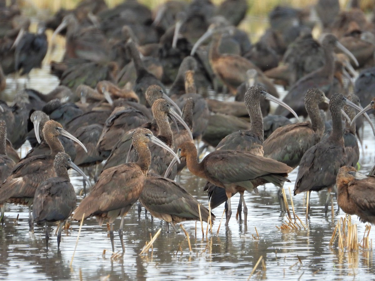 Glossy Ibis - ML645361166