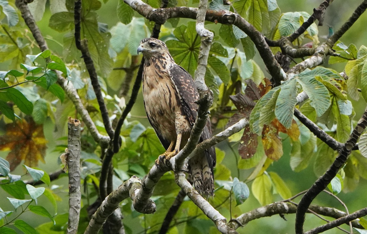 Great Black Hawk - ML645361175