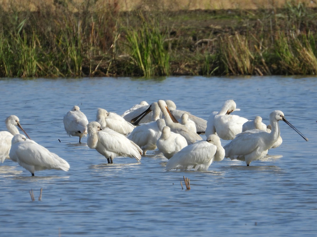 Eurasian Spoonbill - ML645361176