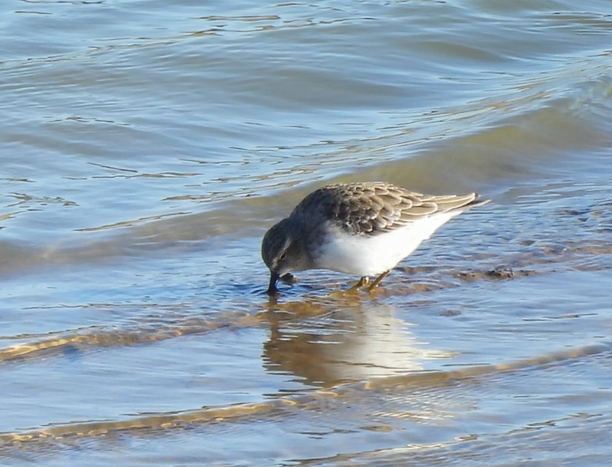 Least Sandpiper - ML645361178