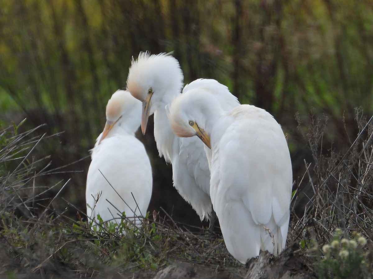 Western Cattle-Egret - ML645361187