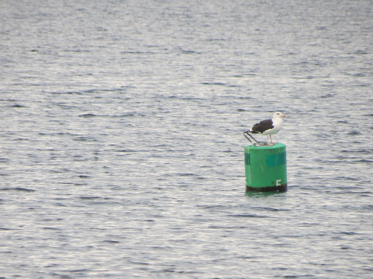 Büyük Kara Sırtlı Martı - ML645361194