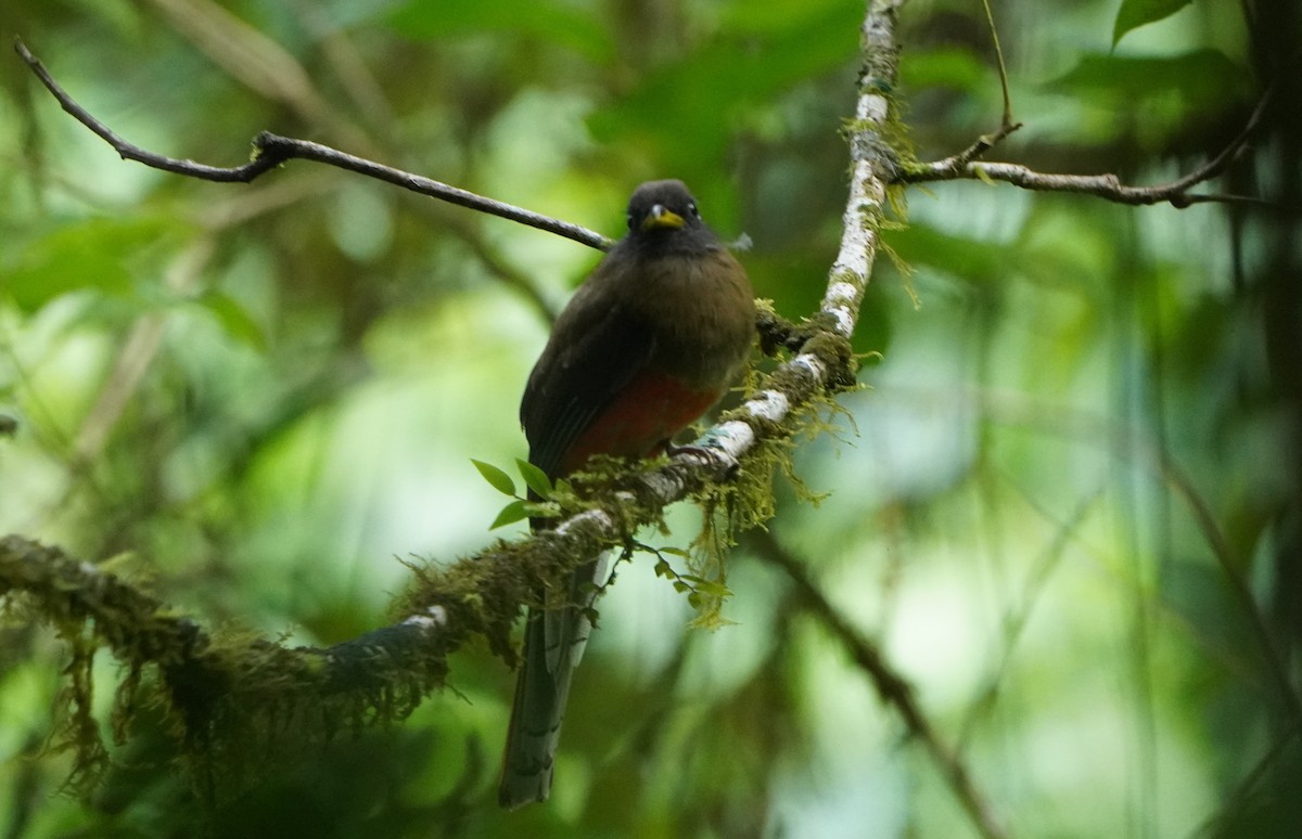 Collared Trogon - ML645361195