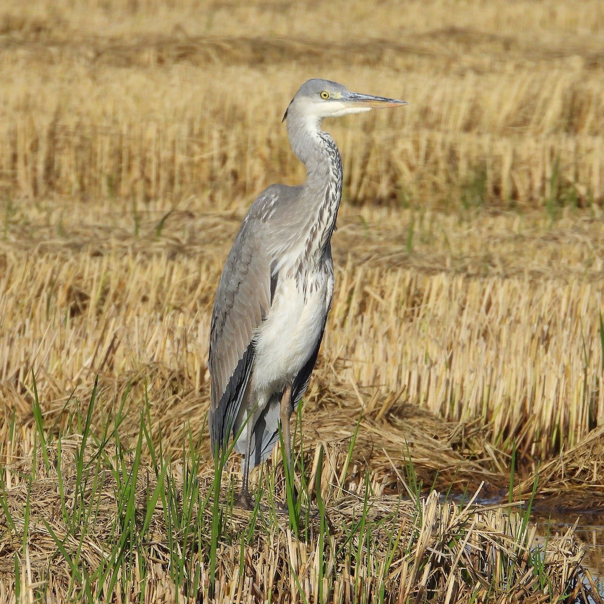 Gray Heron - ML645361196