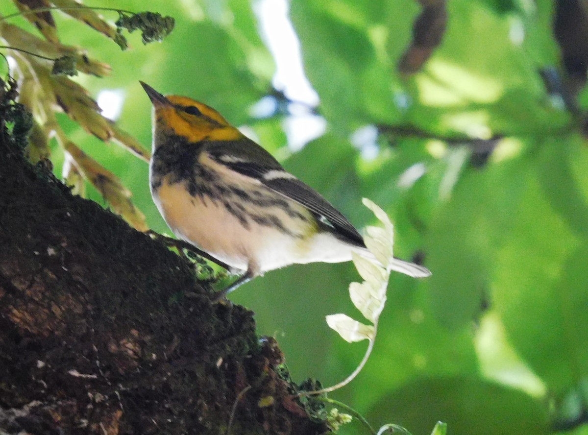 Black-throated Green Warbler - ML645361197