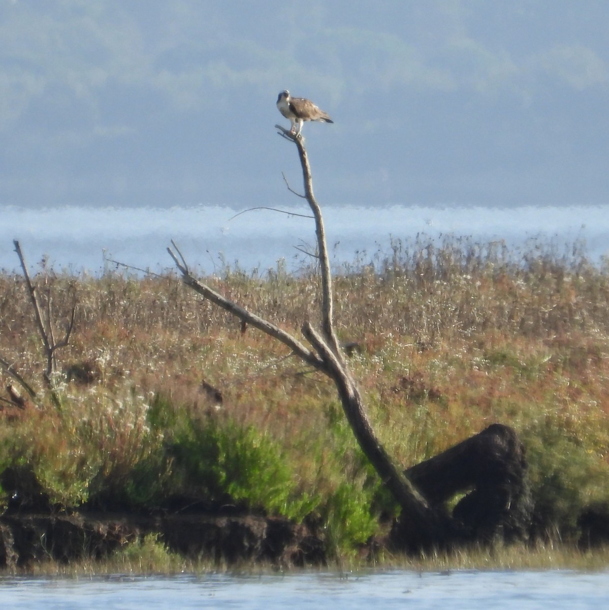 Osprey - ML645361200