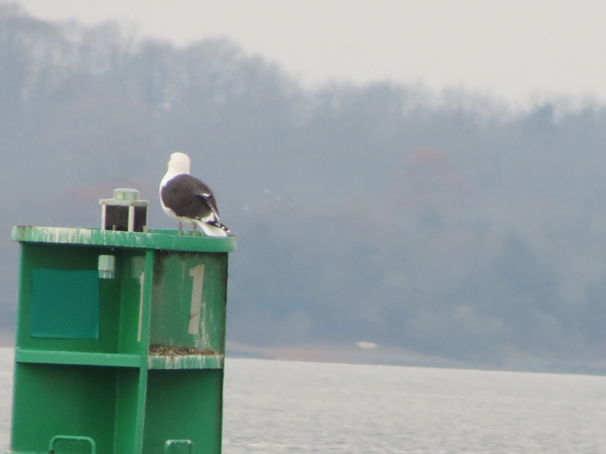 Büyük Kara Sırtlı Martı - ML645361203