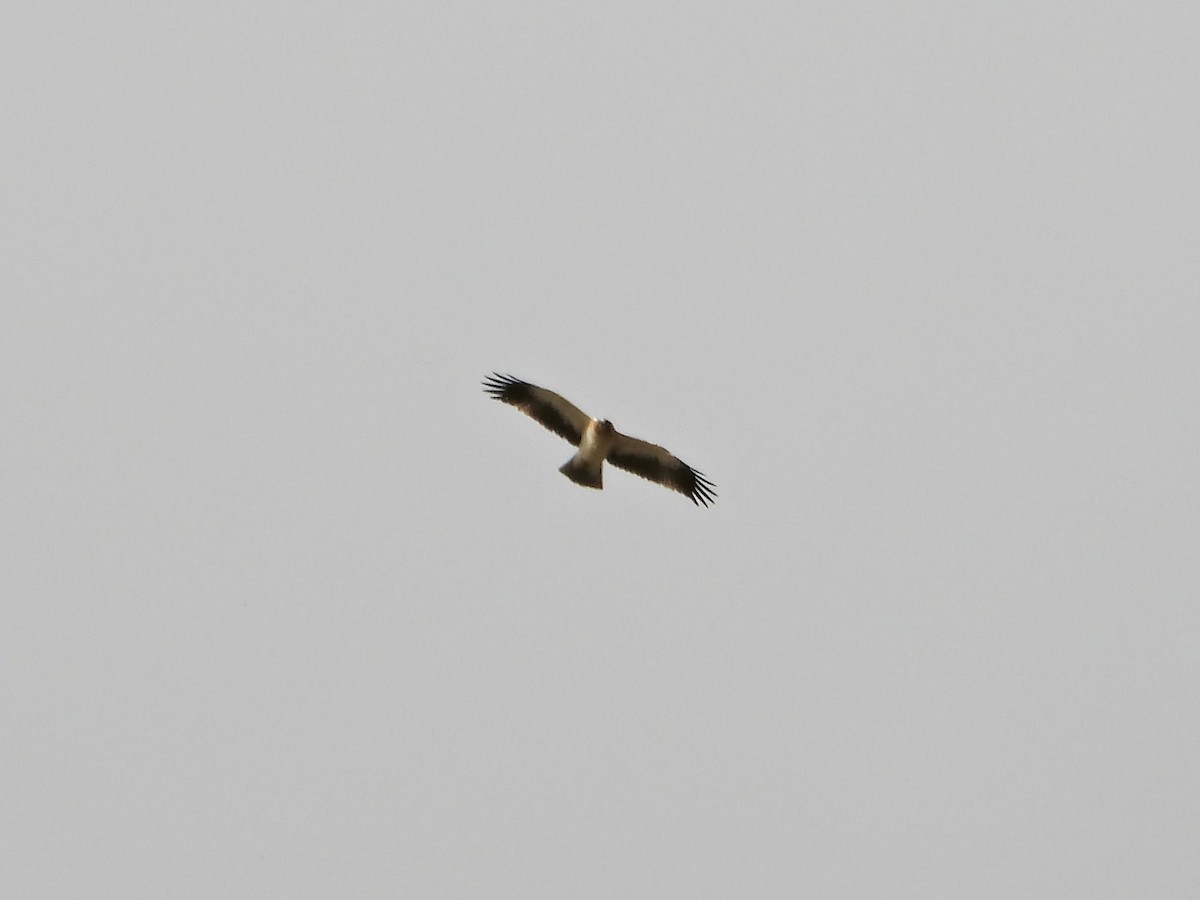 Booted Eagle - ML645361208
