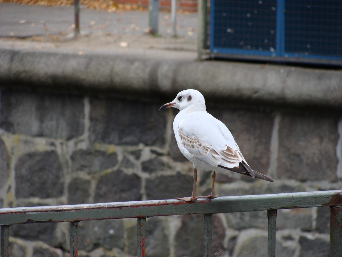 hettemåke - ML645361210