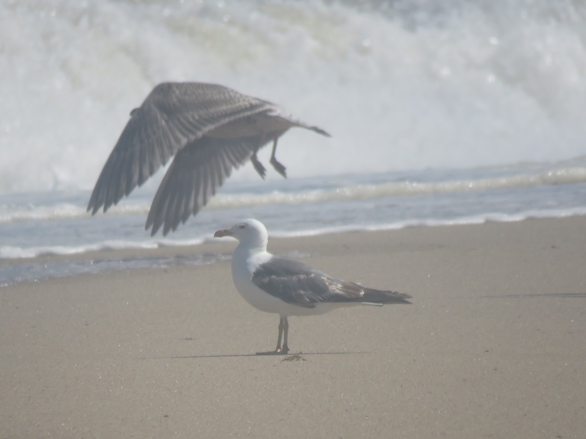 Lesser Black-backed Gull - ML645361212