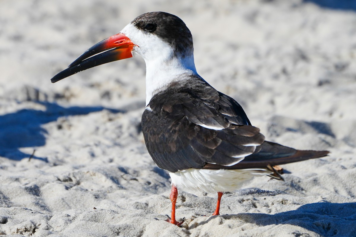 Black Skimmer - ML645361214