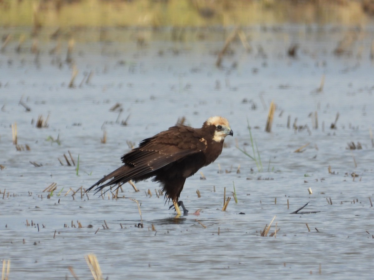 Western Marsh Harrier - ML645361221