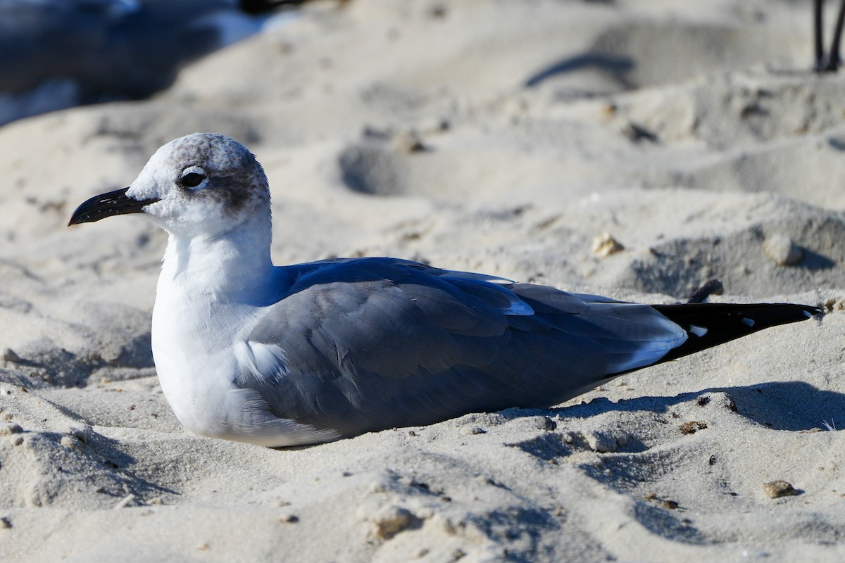 Laughing Gull - ML645361222
