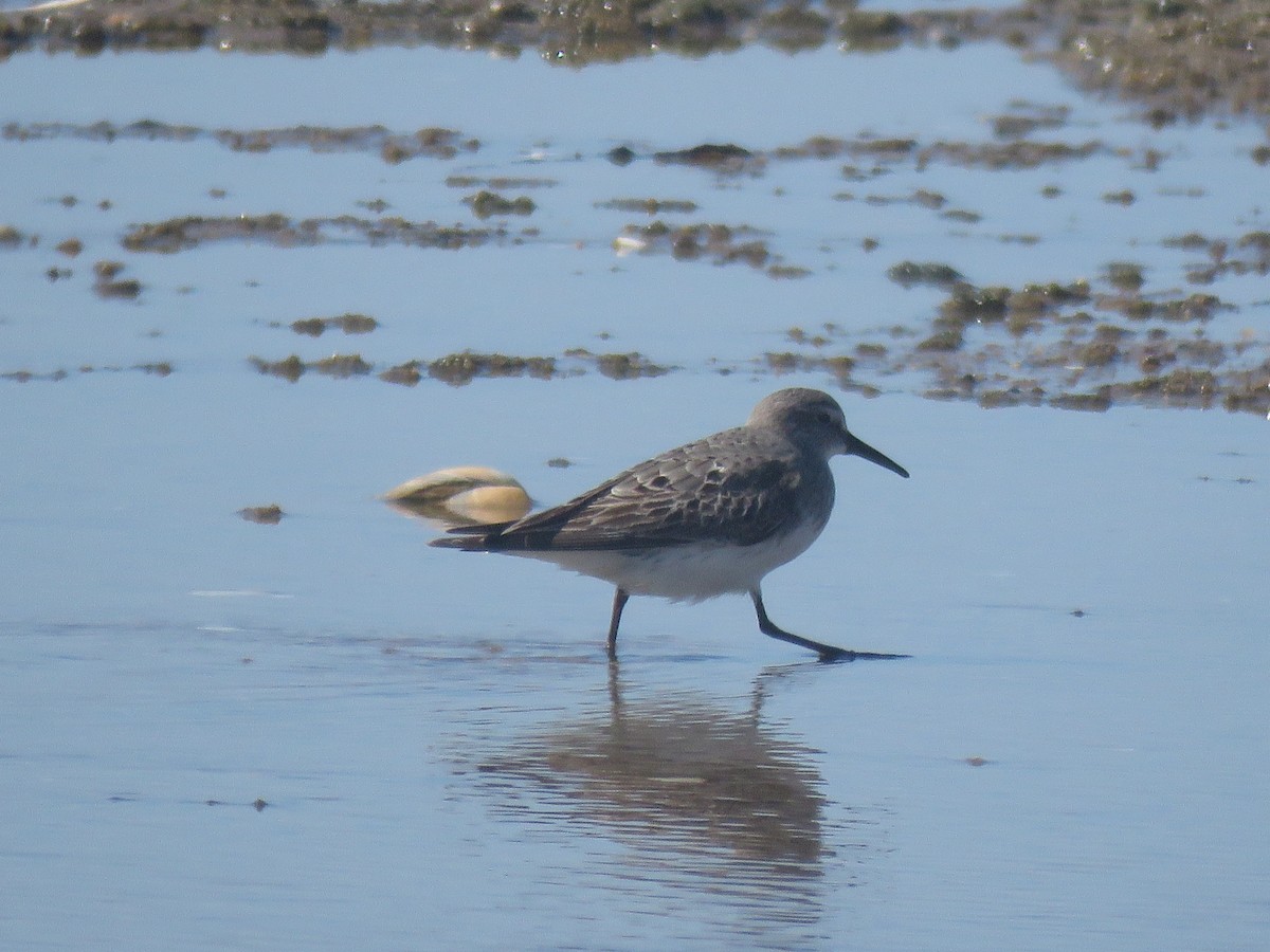 Бонапартов песочник - ML645361223