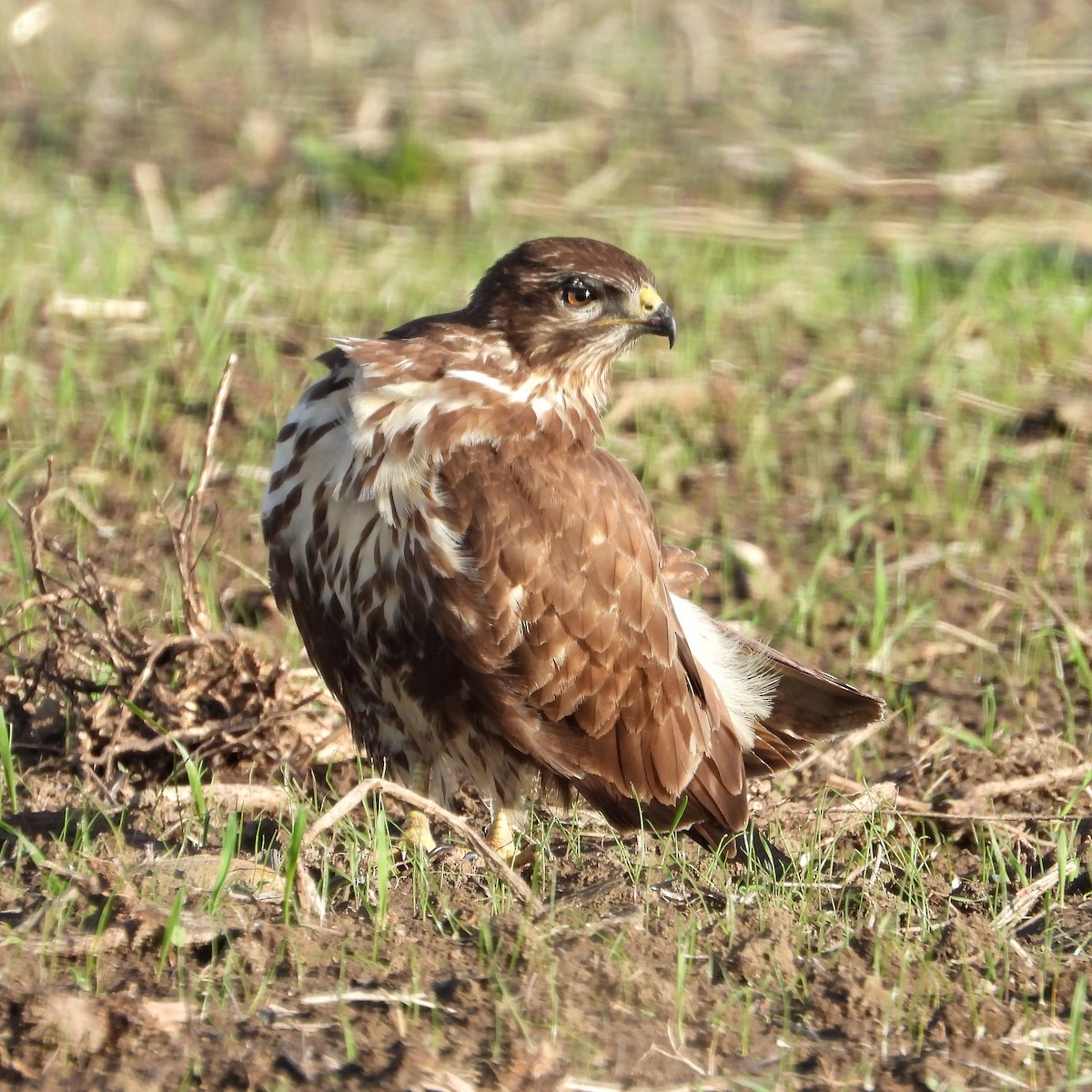Common Buzzard - ML645361225