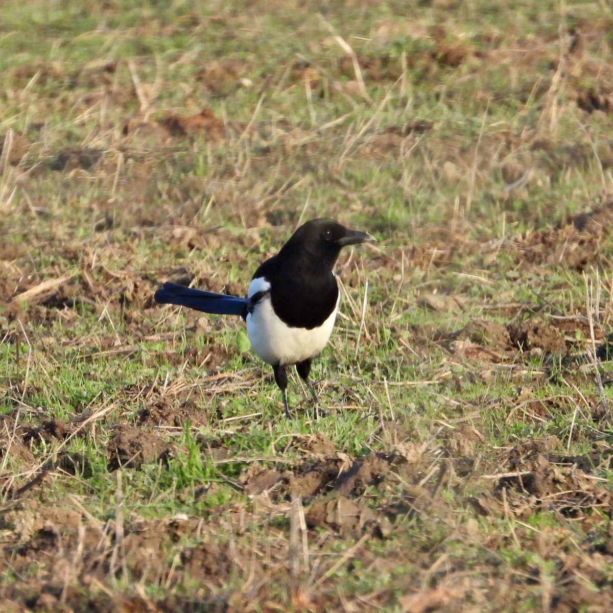 Eurasian Magpie - ML645361234