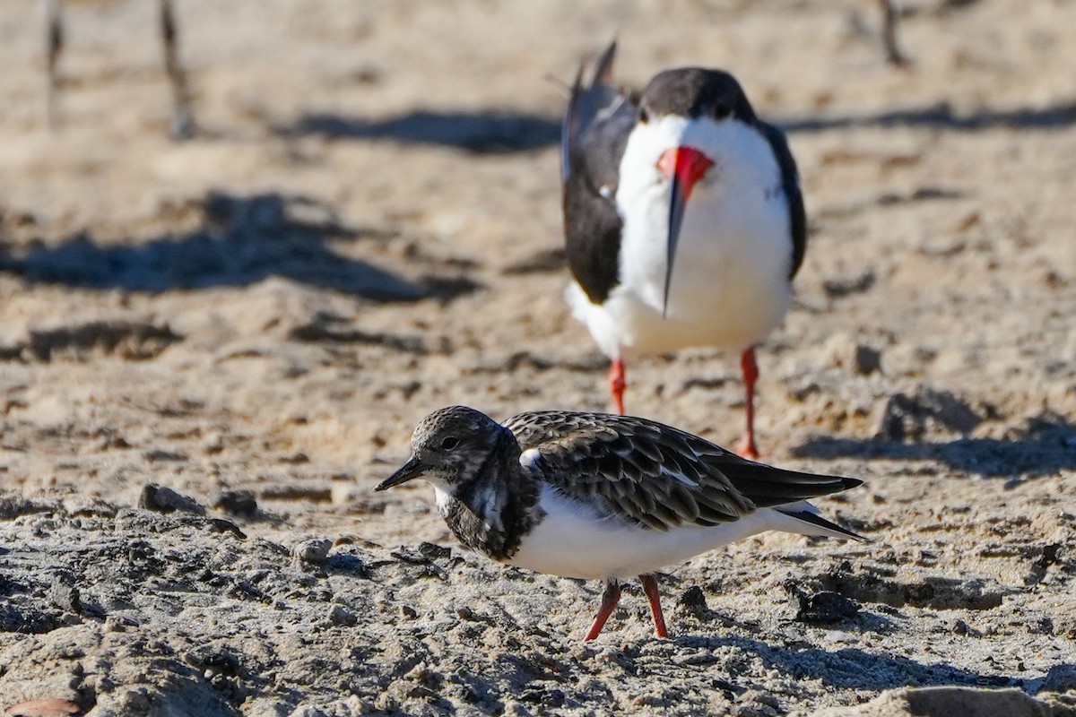 Ruddy Turnstone - ML645361235