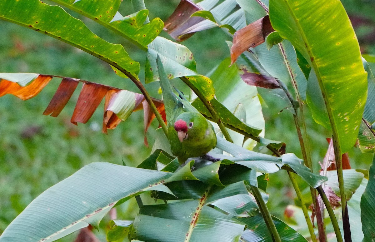 Crimson-fronted Parakeet - ML645361240