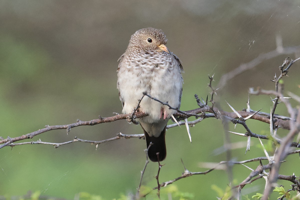 Common Ground Dove - ML645361246