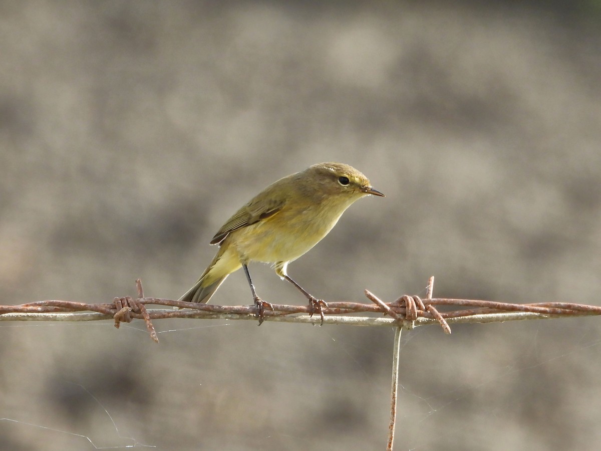 Common Chiffchaff - ML645361247