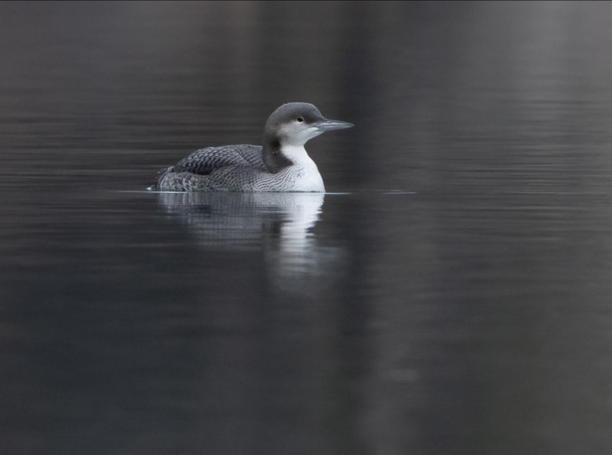 Pacific Loon - ML645361248