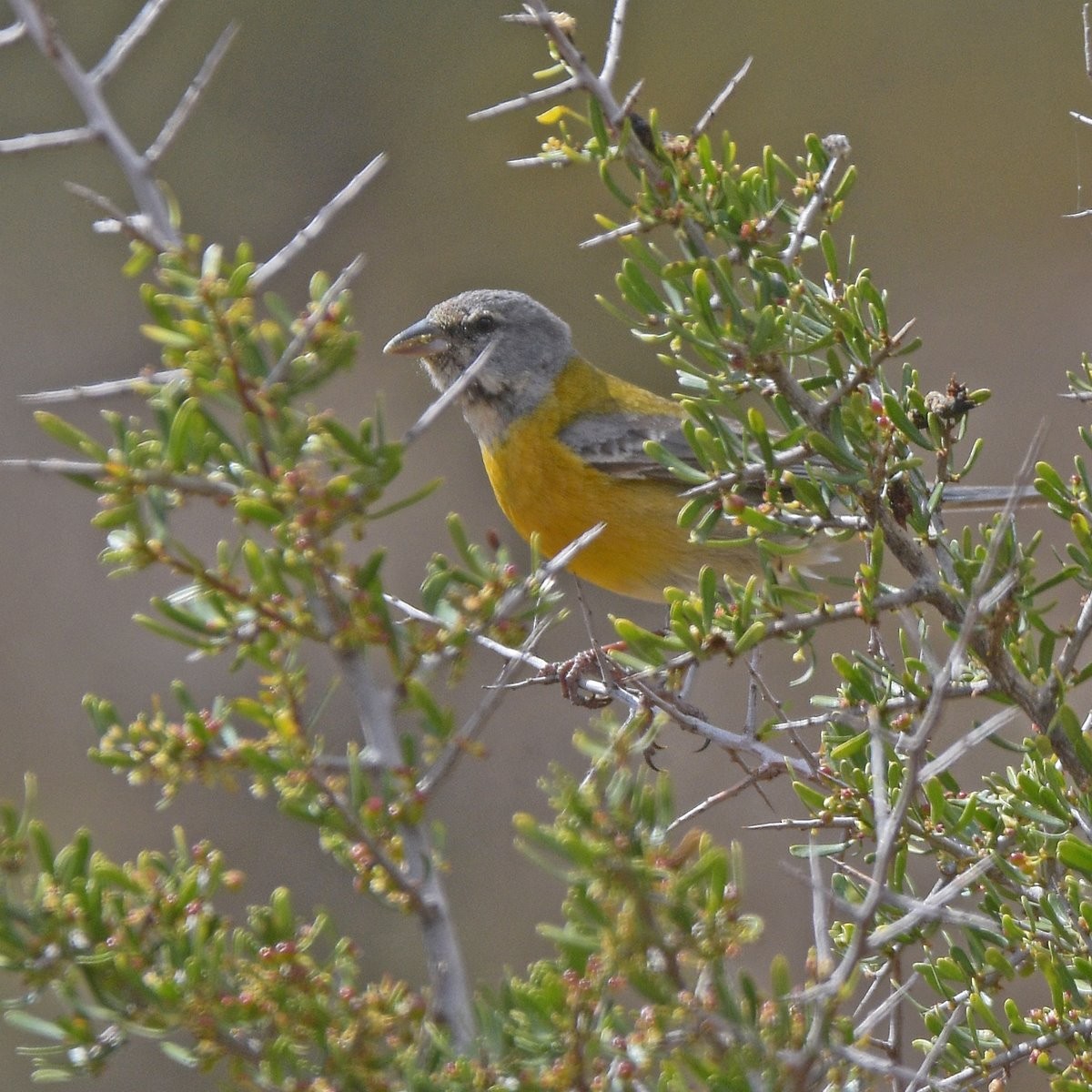 Gray-hooded Sierra Finch - ML645361252