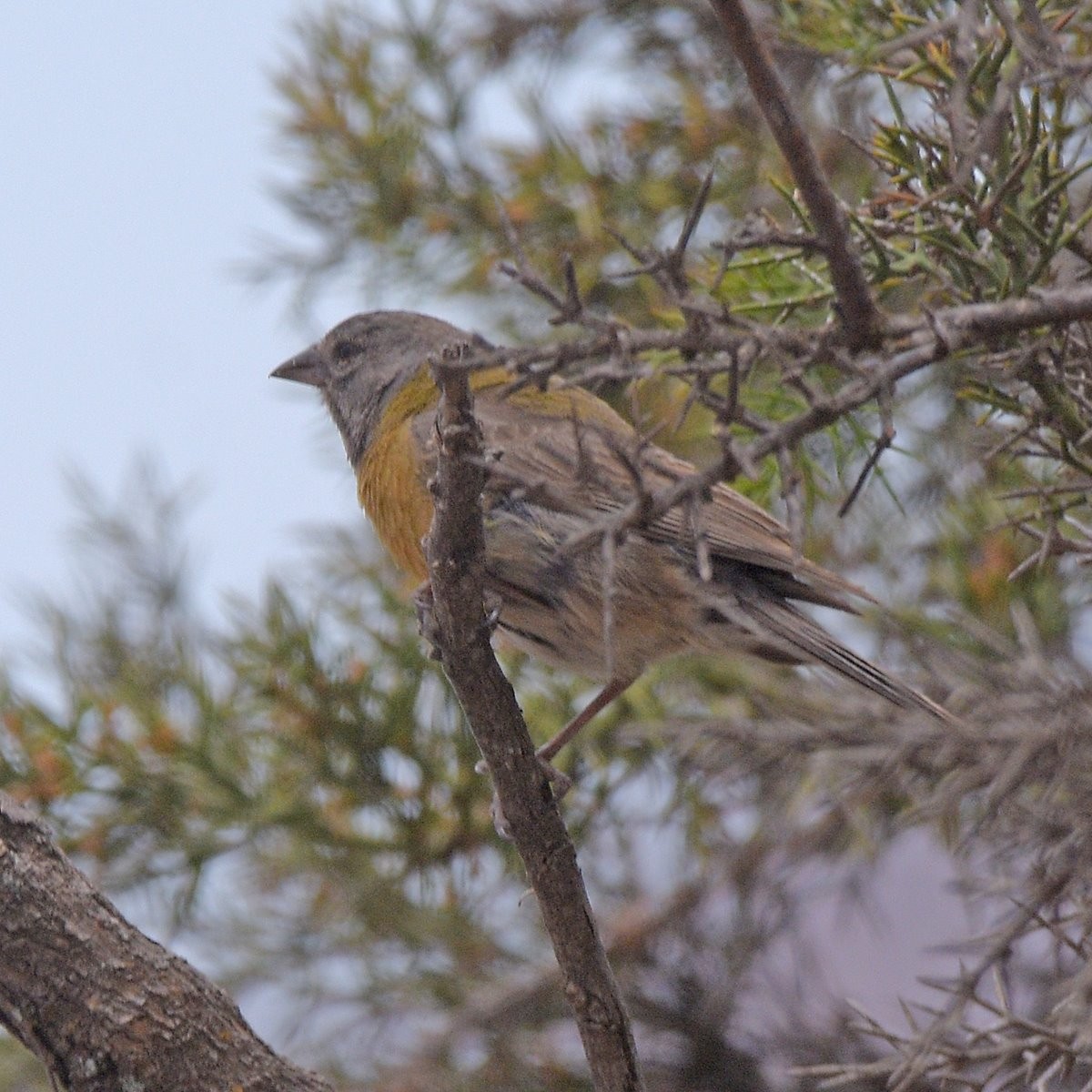 Gray-hooded Sierra Finch - ML645361253