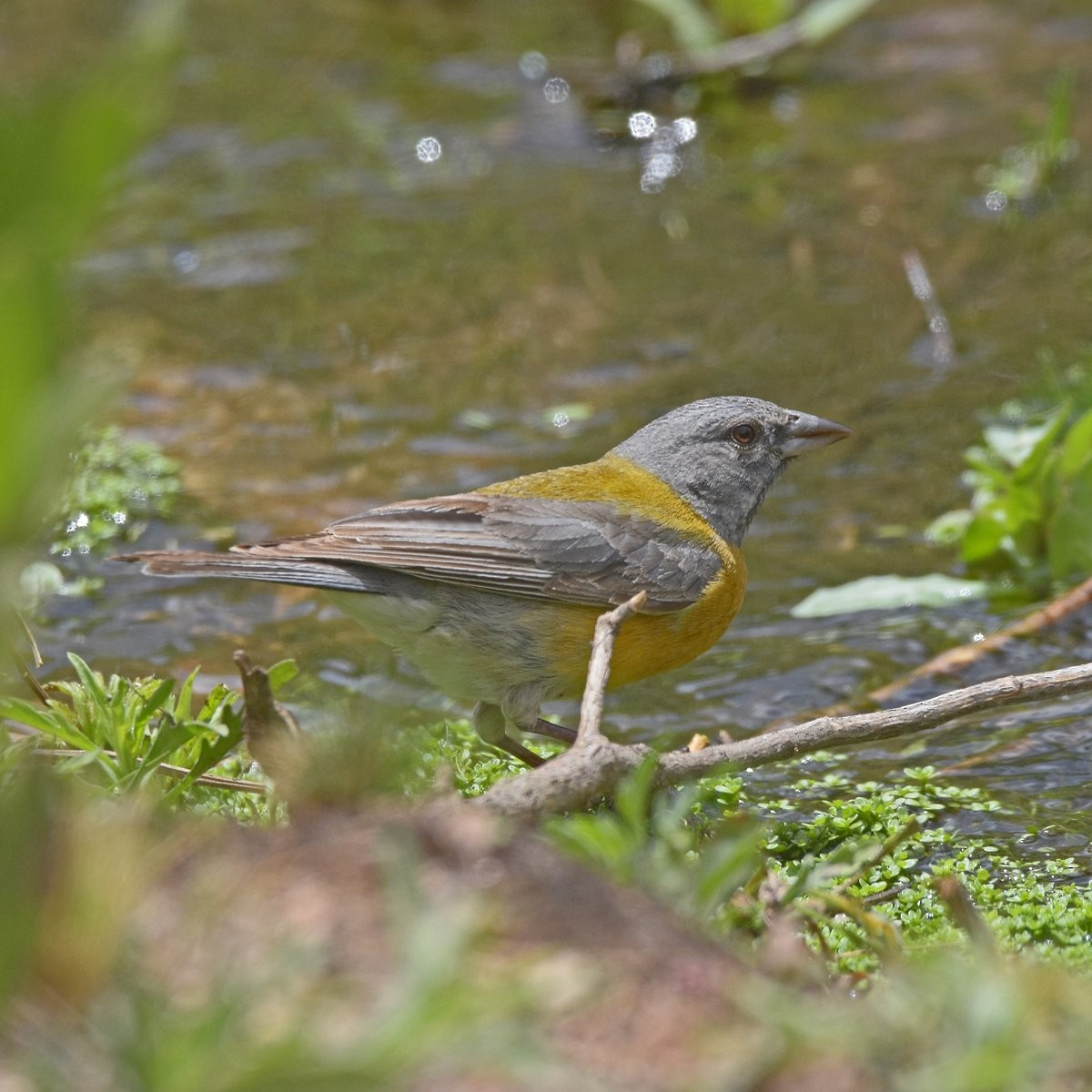 Gray-hooded Sierra Finch - ML645361254