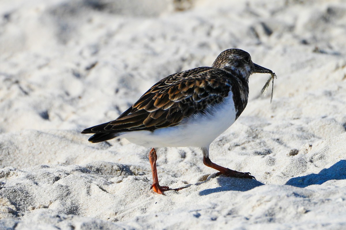 Ruddy Turnstone - ML645361262