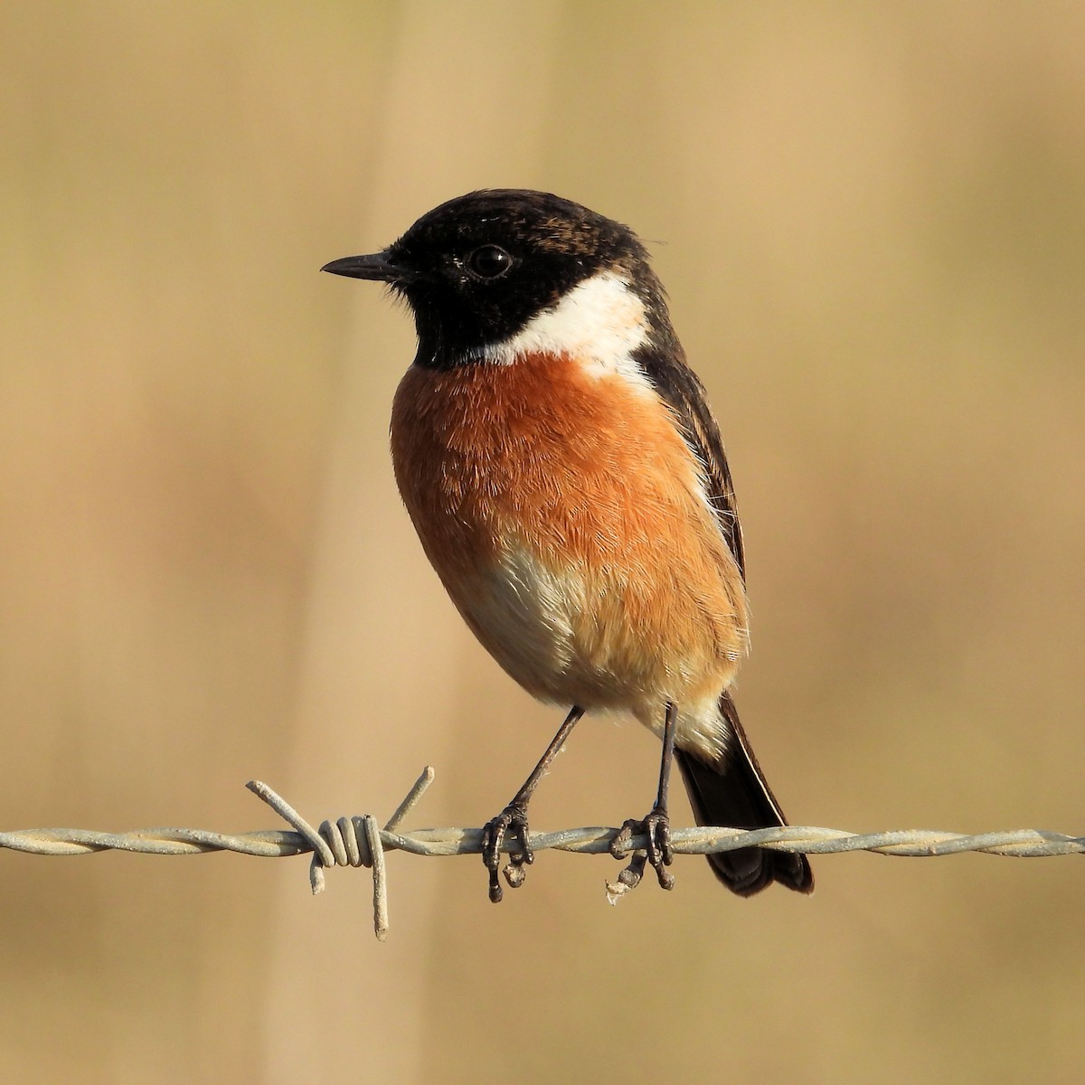 Трав'янка чорноголова - ML645361263