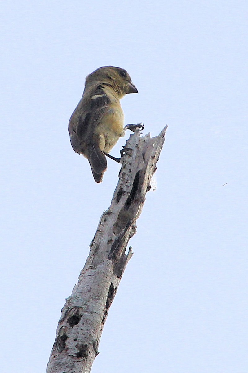 Morelet's Seedeater - ML645361264