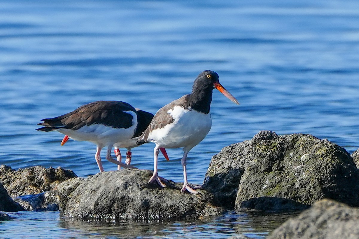 American Oystercatcher - ML645361265