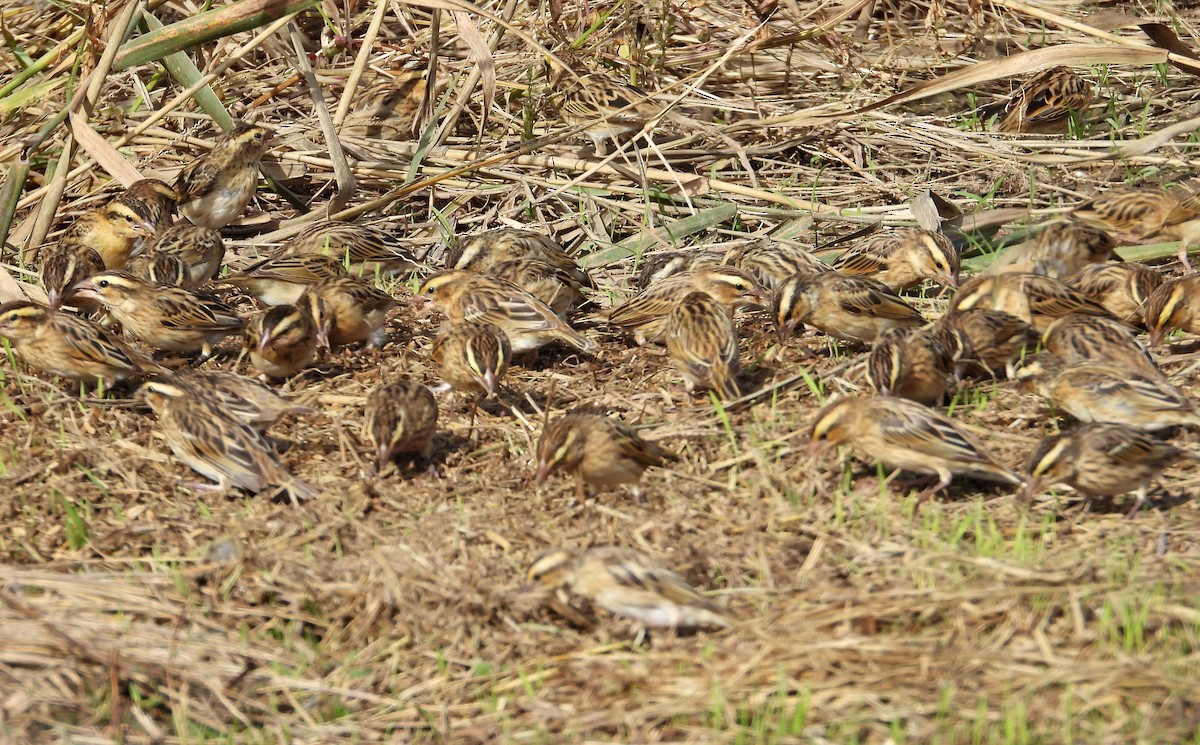 Yellow-crowned Bishop - ML645361267