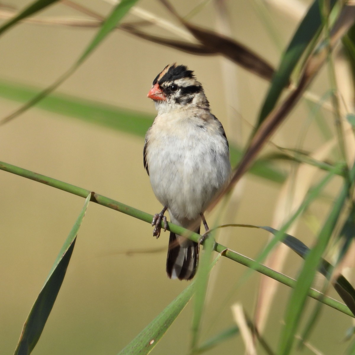 Pin-tailed Whydah - ML645361269