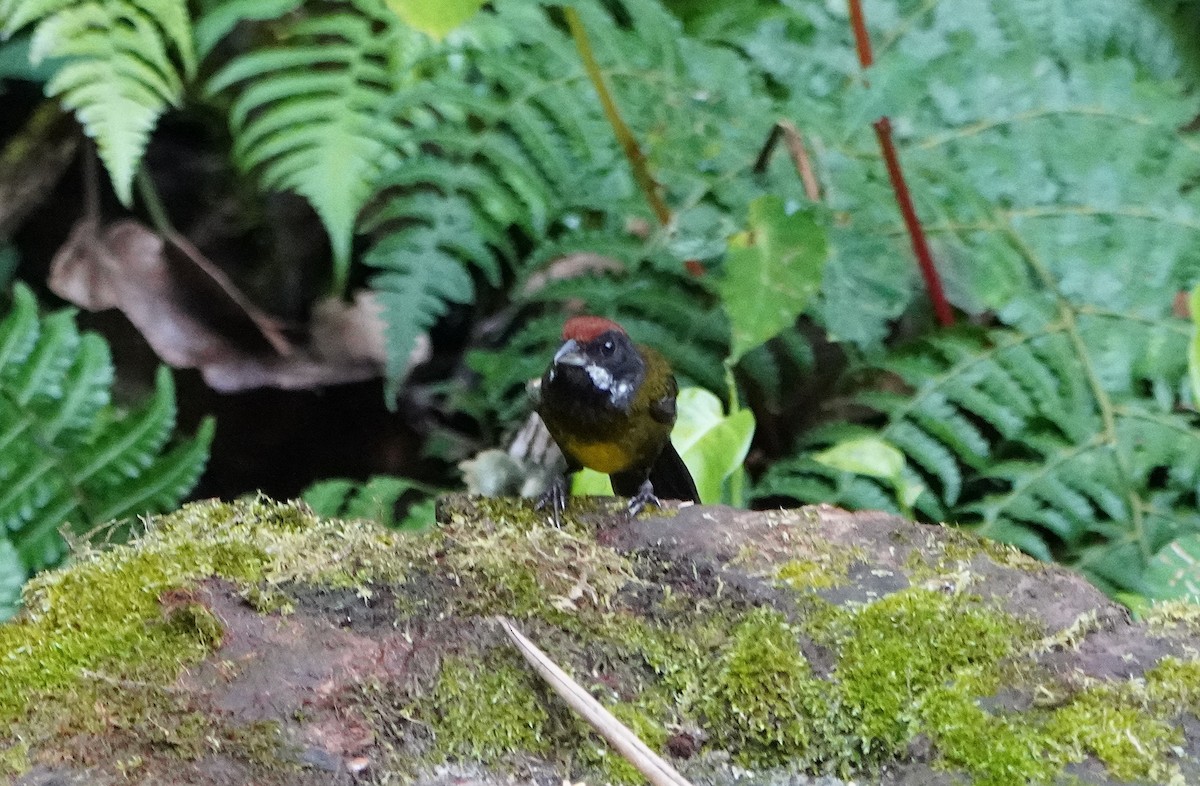 Sooty-faced Finch - ML645361276