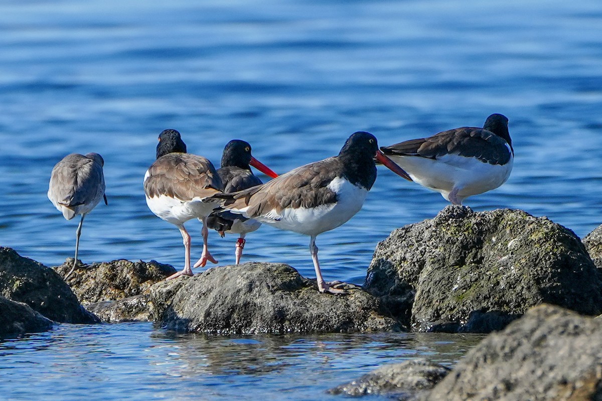 American Oystercatcher - ML645361278
