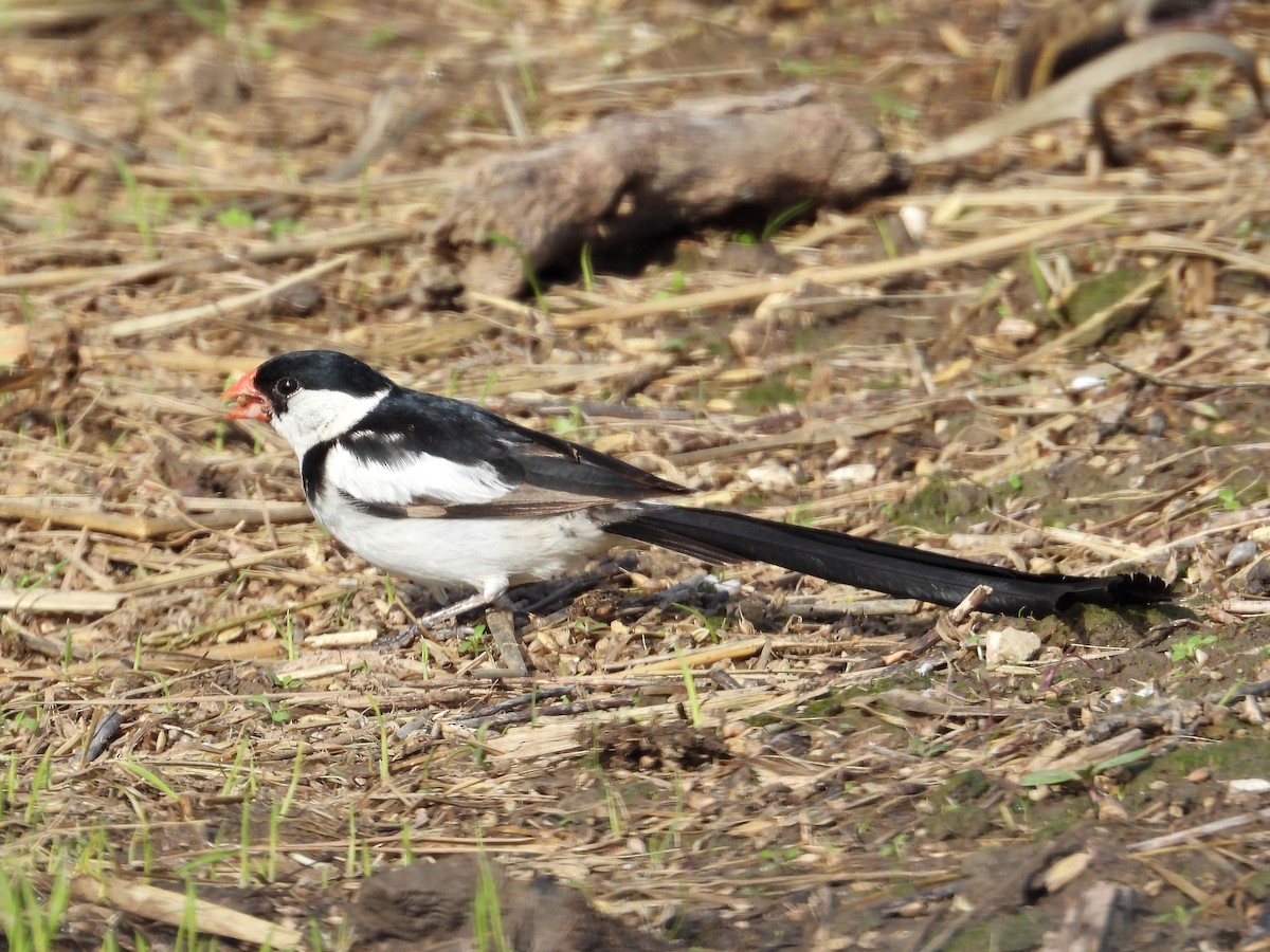 Pin-tailed Whydah - ML645361279
