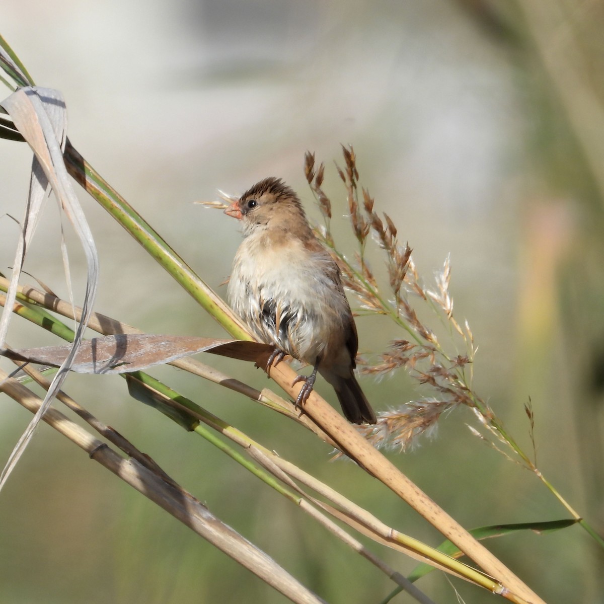 Pin-tailed Whydah - ML645361284