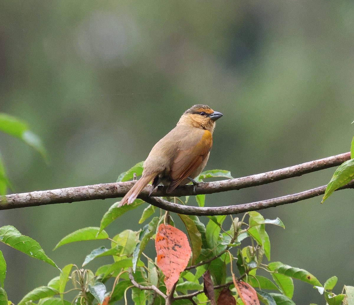 Brown Tanager - ML645361292