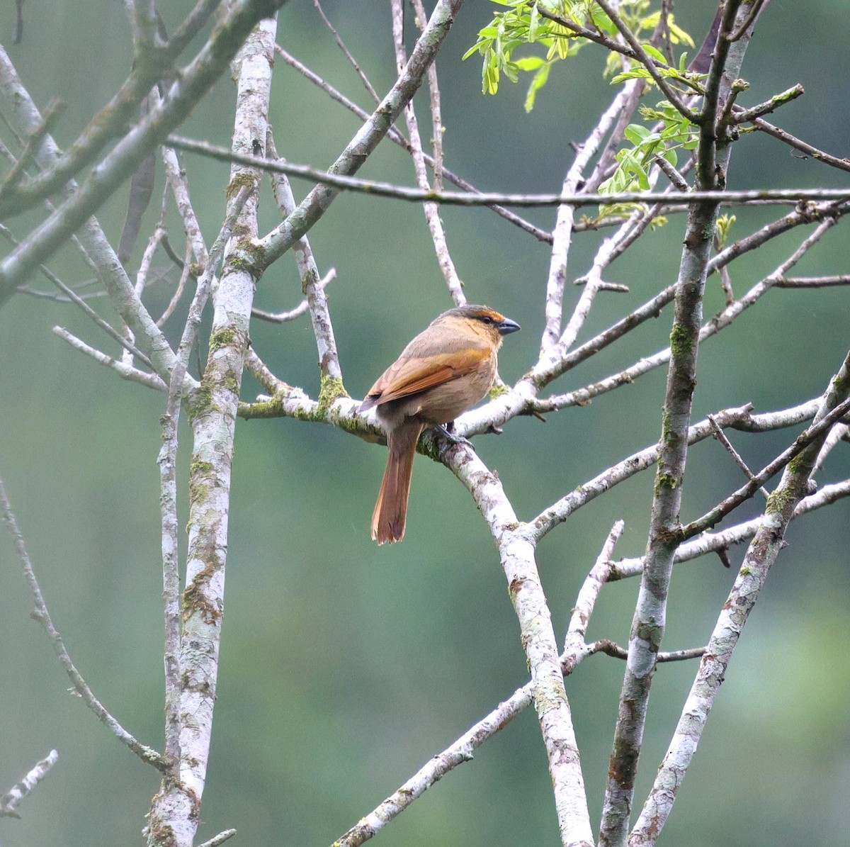 Brown Tanager - ML645361294