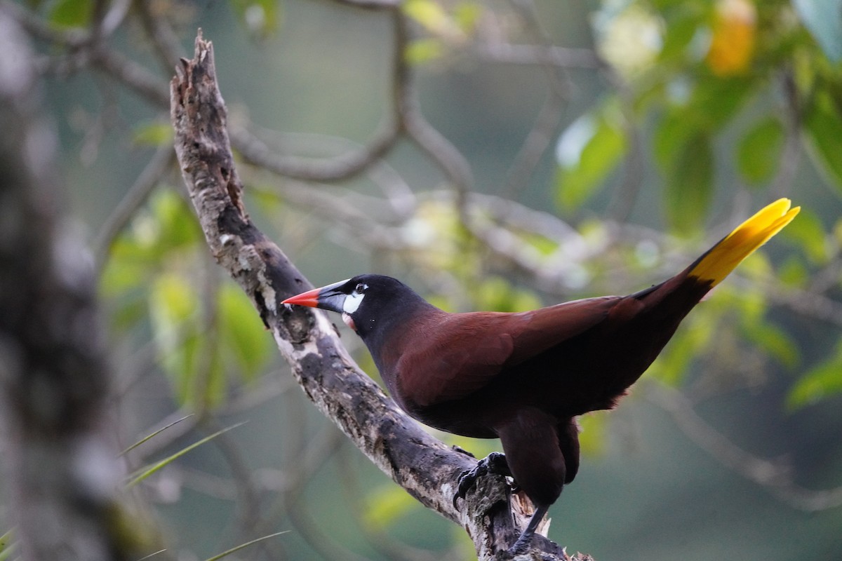 Montezuma Oropendola - ML645361299