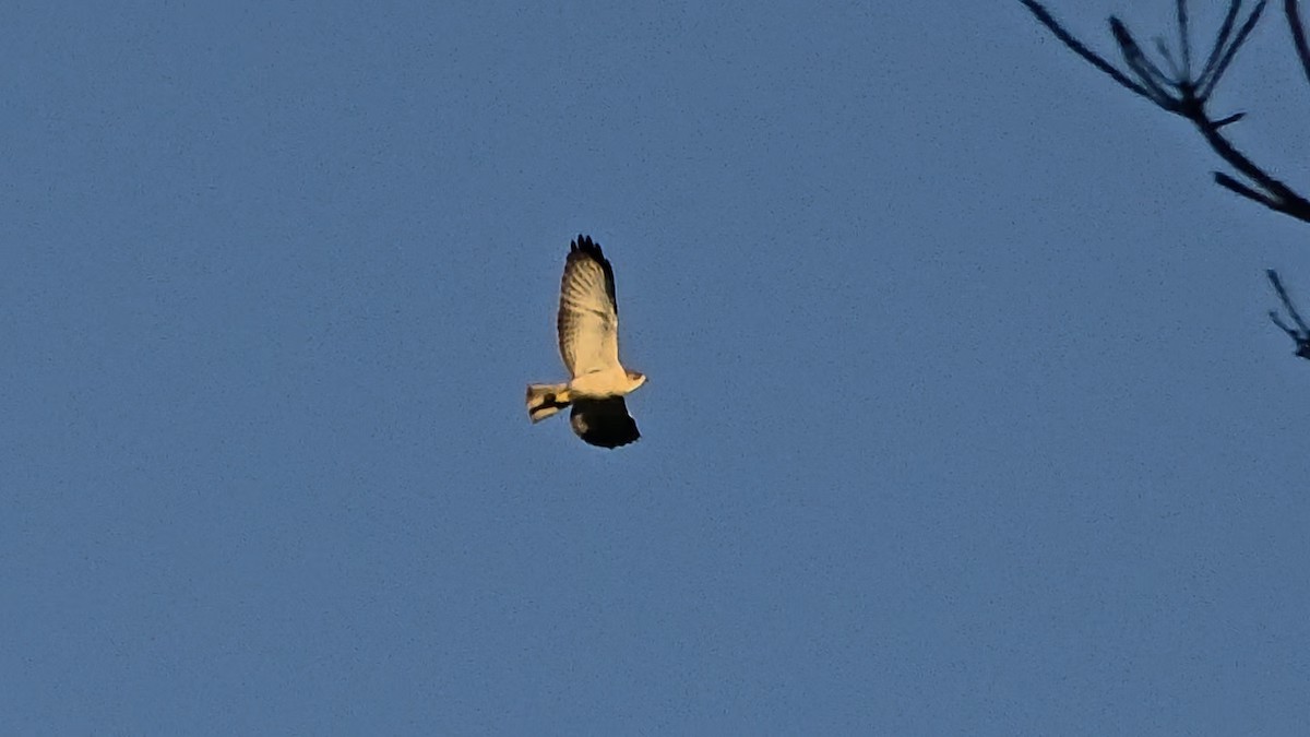 Short-tailed Hawk - ML645361308