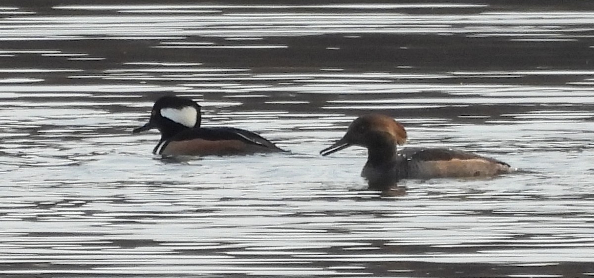 Hooded Merganser - ML645361313