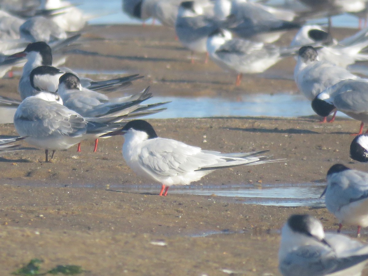 Roseate Tern - ML645361316