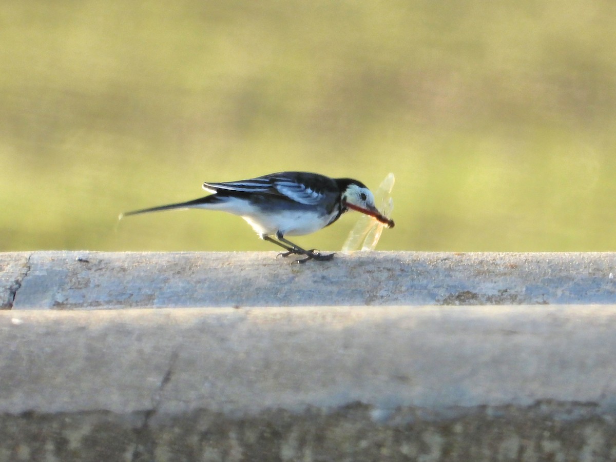 White Wagtail (British) - ML645361321