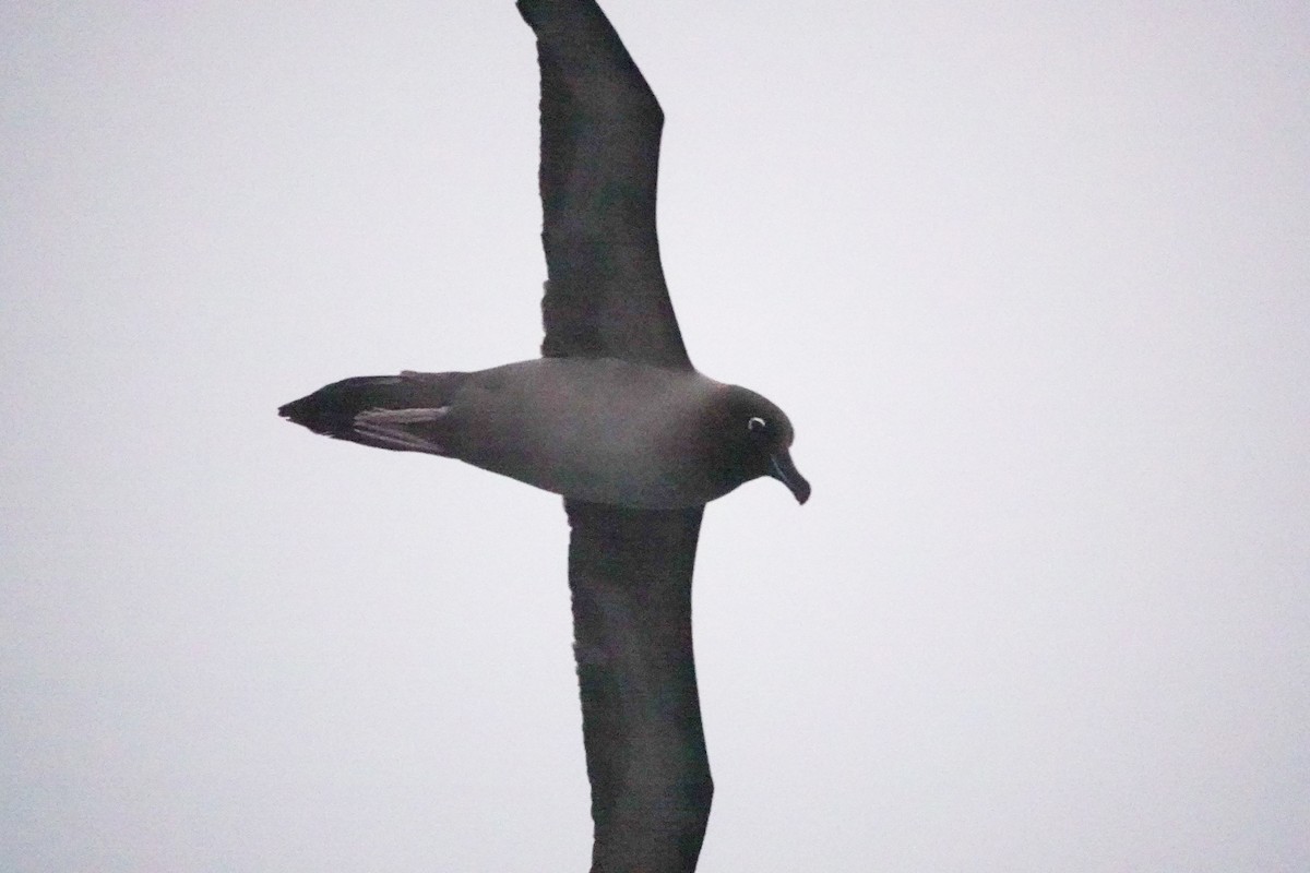 Light-mantled Albatross - ML645361324