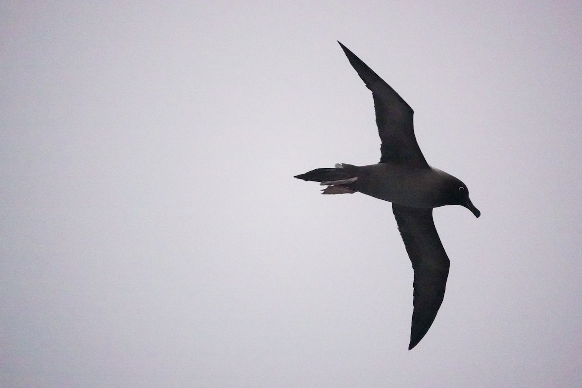 Light-mantled Albatross - ML645361325
