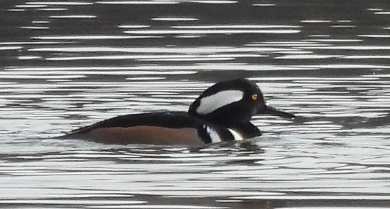 Hooded Merganser - ML645361334
