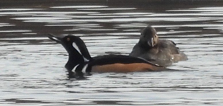Hooded Merganser - ML645361346